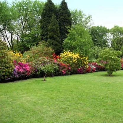 Naturixy™️Evergreen Dwarf Grass Seed