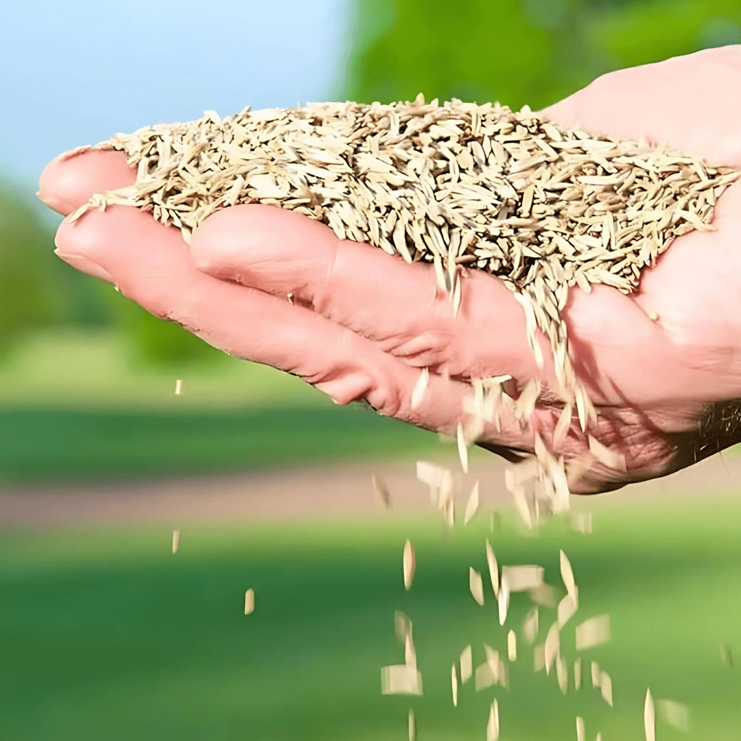 Naturixy™️Evergreen Dwarf Grass Seed