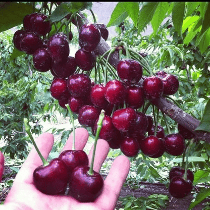 Cherrioxy™️Rainier Cherry Fruit Seeds (100 gms)